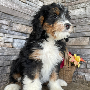 Bernedoodle Puppy Bev