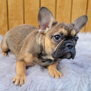 French Bulldog Puppy Penny