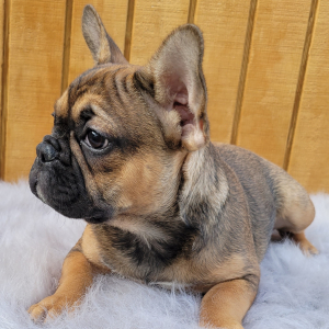 French Bulldog Puppy Penny