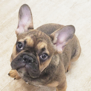 French Bulldog Puppy Penny