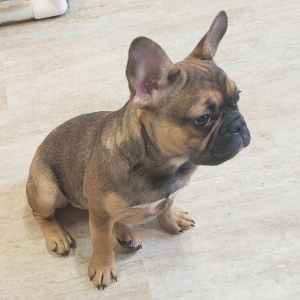 French Bulldog Puppy Penny