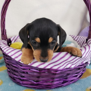 Dachshund Puppy Kloe