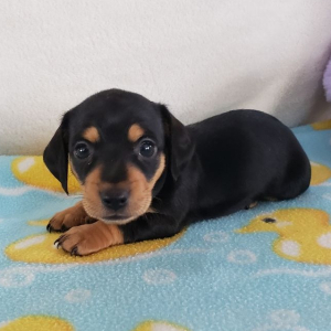 Dachshund Puppy Kloe