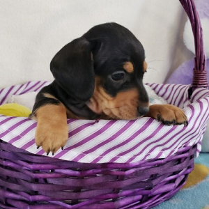 Dachshund Puppy Kloe