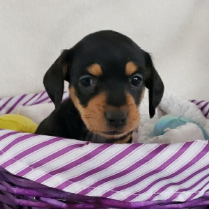 Dachshund Puppy Kloe