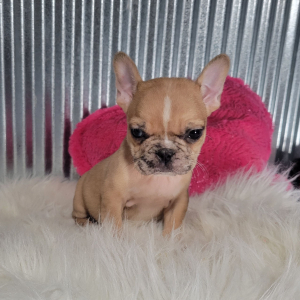 French Bulldog Puppy Kaitlyn