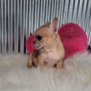French Bulldog Puppy Kaitlyn