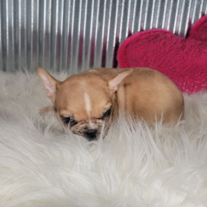 French Bulldog Puppy Kaitlyn