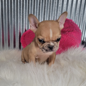 French Bulldog Puppy Kaitlyn