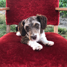 Aussiedoodle Puppy Pluto