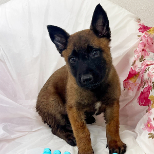 Belgian Malinois Puppy Max