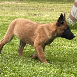 Belgian Malinois Puppy Max