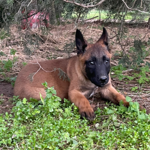 Belgian Malinois Puppy Max