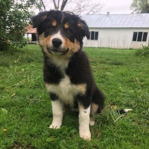 Border Collie Puppy Ember