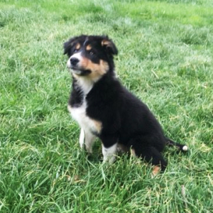 Border Collie Puppy Ember