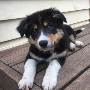 Border Collie Puppy Ember