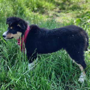 Border Collie Puppy Ember
