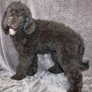 Goldendoodle Puppy Silva