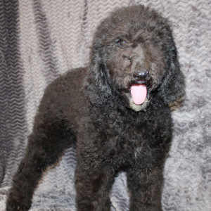Goldendoodle Puppy Silva