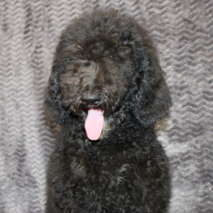 Goldendoodle Puppy Silva