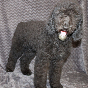 Goldendoodle Puppy Silva