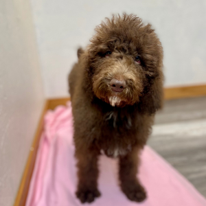 Poodle Puppy Sudi