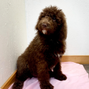 Poodle Puppy Sudi