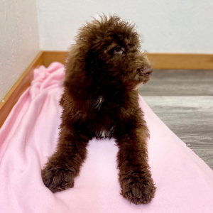 Poodle Puppy Sudi