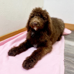 Poodle Puppy Sudi