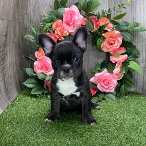 French Bulldog Puppy Achilles