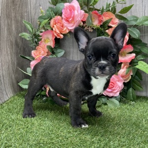 French Bulldog Puppy Achilles