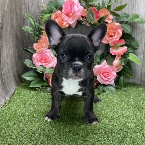 French Bulldog Puppy Achilles