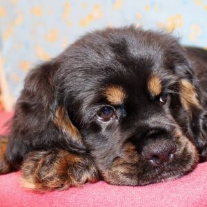 Cocker Spaniel Puppy Selena