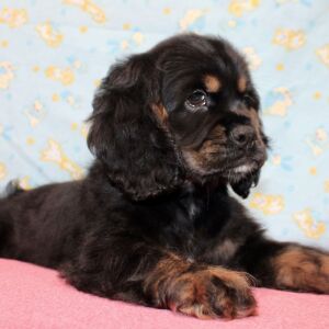 Cocker Spaniel Puppy Selena