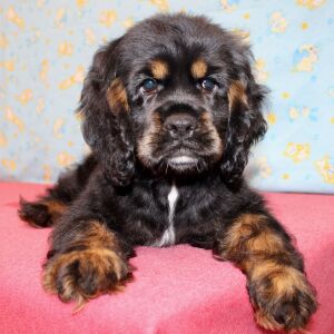 Cocker Spaniel Puppy Selena