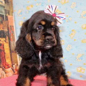 Cocker Spaniel Puppy Selena