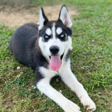 Siberian Husky Puppy Coal