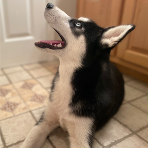 Siberian Husky Puppy Coal