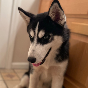 Siberian Husky Puppy Coal