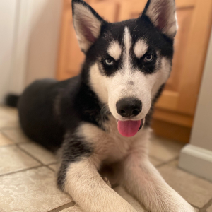 Siberian Husky Puppy Coal