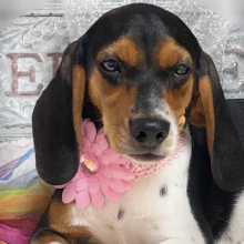 Beagle Puppy Buffy