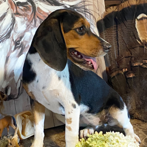 Beagle Puppy Buffy
