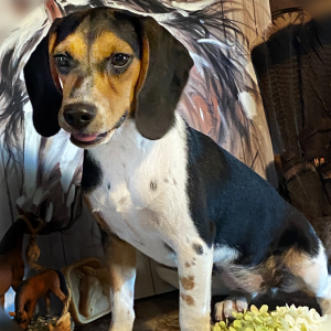 Beagle Puppy Buffy
