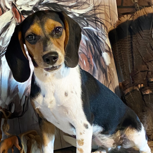 Beagle Puppy Buffy