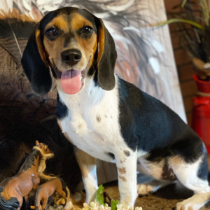 Beagle Puppy Buffy