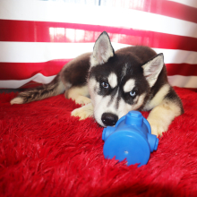 Siberian Husky Puppy Airess