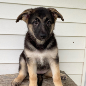 German Shepherd Dog Puppy Quimby
