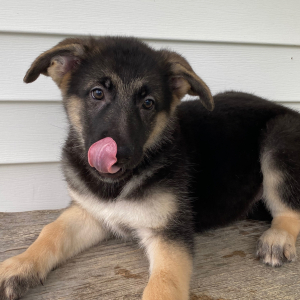 German Shepherd Dog Puppy Quimby