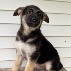 German Shepherd Dog Puppy Quimby