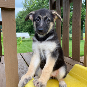 German Shepherd Dog Puppy Quimby